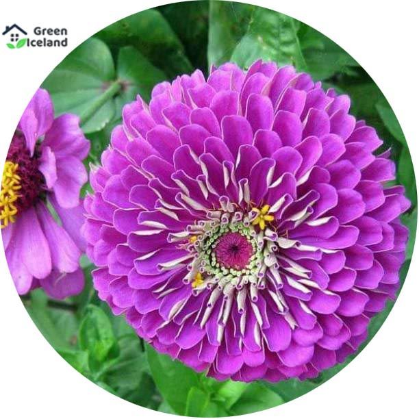 20 Pcs Zinnia Flower California Seeds