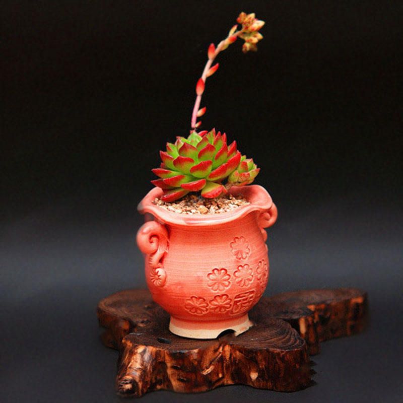 40 Pcs/Bag Sedeveria Letizia Cactus Seeds Lotus Lithops Succulent Bonsai Potted Flower Seed