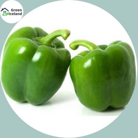 20 Pcs Green Capsicum Seeds (???? ?????????? ???)