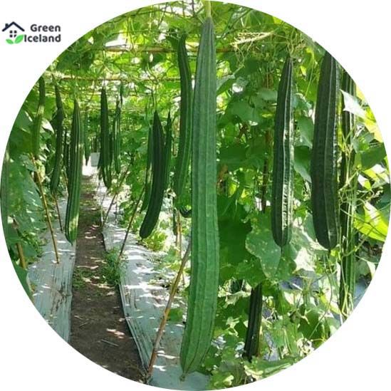 All Season Deshi Jhinga / Shrimp Seeds  - 10 Pcs Seeds