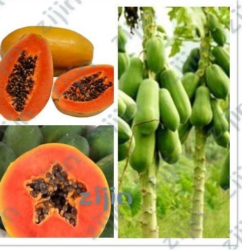Bonsai Papaya Plant Seed 10 Pc
