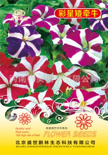 Colorful Star Petunia Seeds, Imported from China with Colour packet - 1 packet