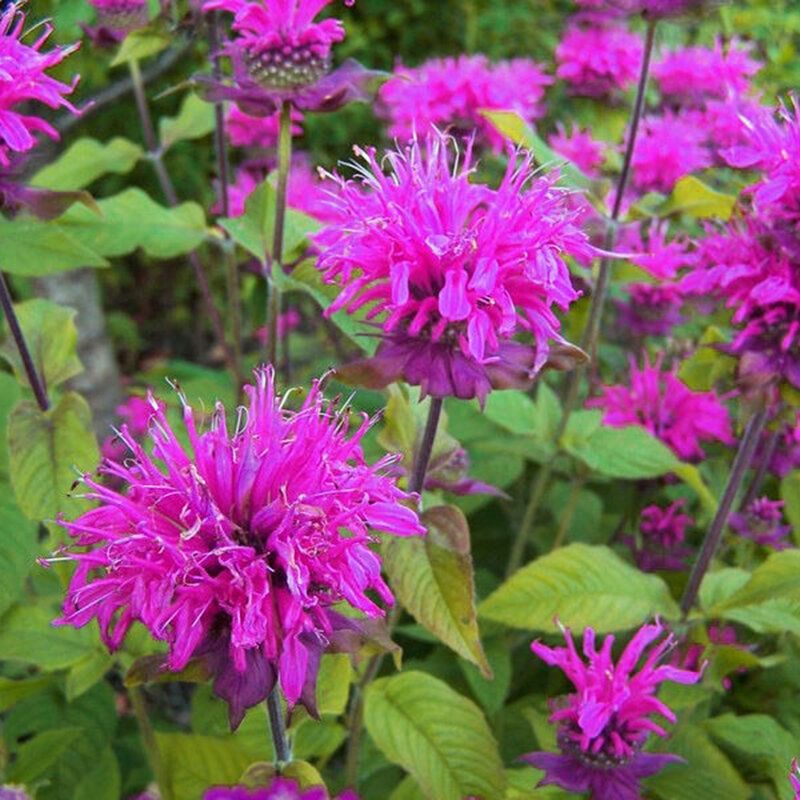 50 Pcs Mint Seeds Purplish Herb Flower Lilac Bonsai for Home Garden Plant