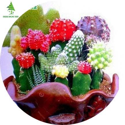 All Season Mixture Of Cactus Seeds - 10 Pcs Seeds