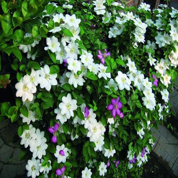 50 Pcs/Pack Clematis Seeds Potted Clematis Flower Garden Ornamental Plants