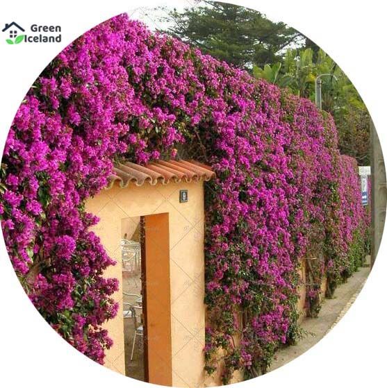 20 Pcs Global Colorful Climbing Bougainvillea Seeds
