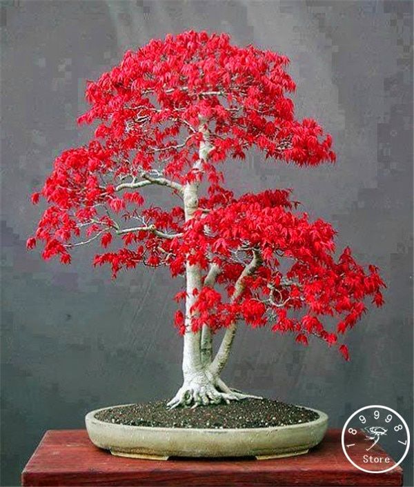 50 Canada Mini Red Maple by  Bonsai Garden Diy Bonsai Maple Tree Seeds