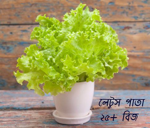 Lettuse Seed - 25 pcs - ????? ????? ???
