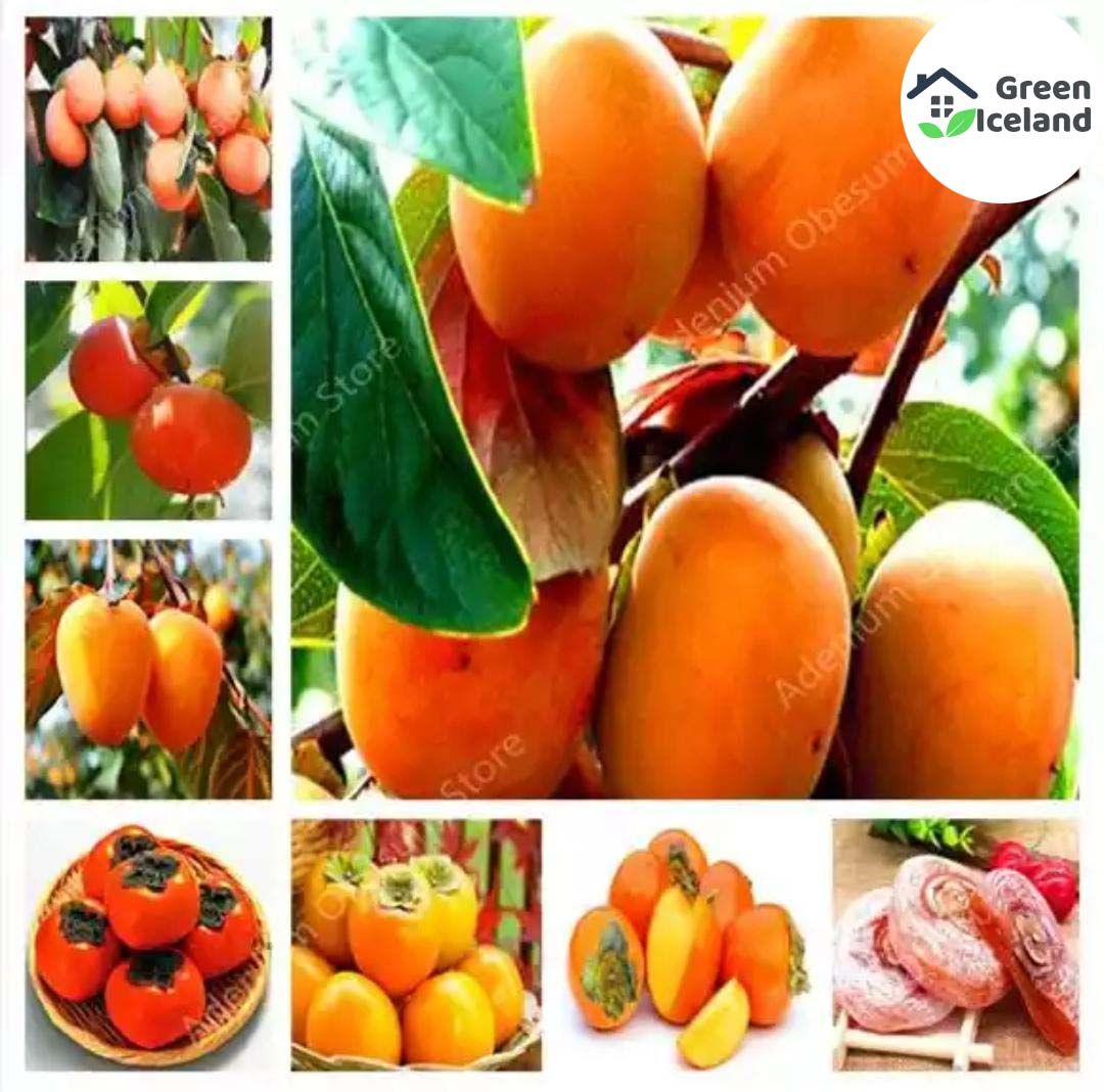 10 Pcs Orange Fruit Tree Seeds(???? ???? ???)- 10 Pcs Seeds (Imported Global Seeds )