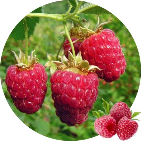 All Season Giant Raspberry Fruit Tree Seeds - 50 Pcs Seeds
