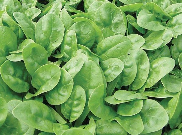 5 Pcs All Season Spinach / Palong Shak Seeds (???? ??? ???) -