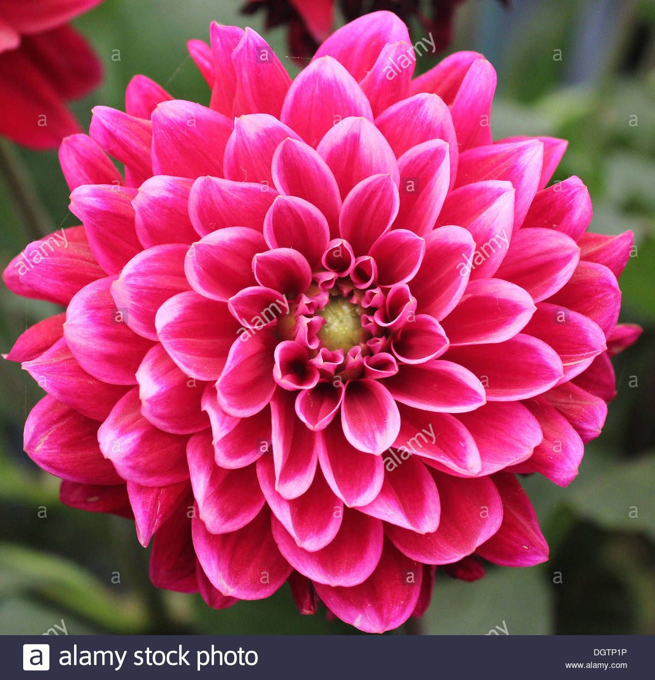 Pink Color Dahlia Flower Seeds Bonsai Seeds - 25 Pcs