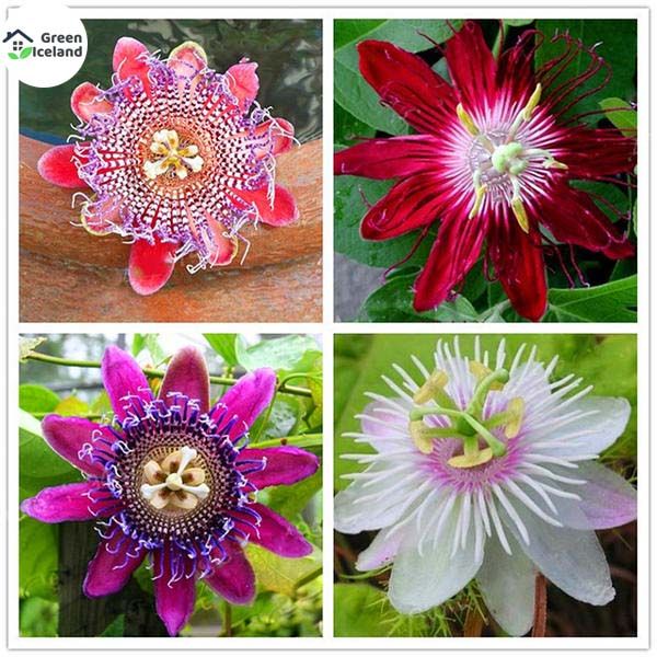 All Season Passion Flower Seeds- 10 Pcs Seeds