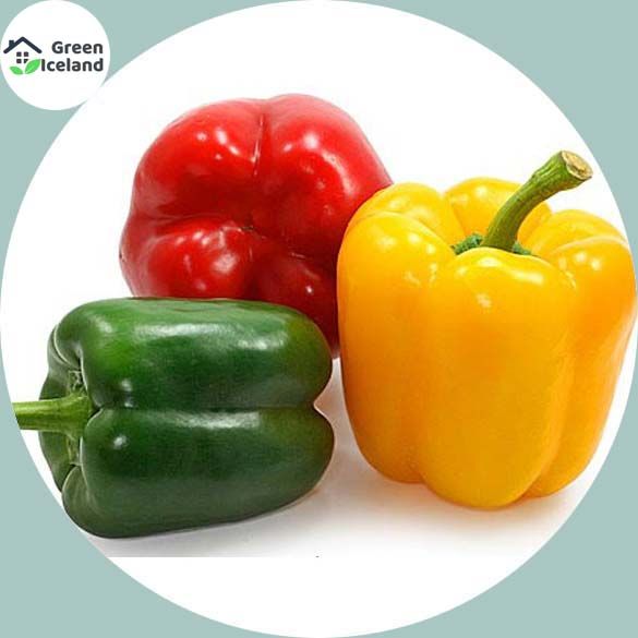 10 Pcs Natural Mixed Colour Capsicum Seeds
