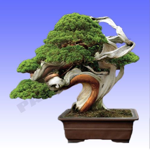 Bonsai Juniper Tree Bonsai