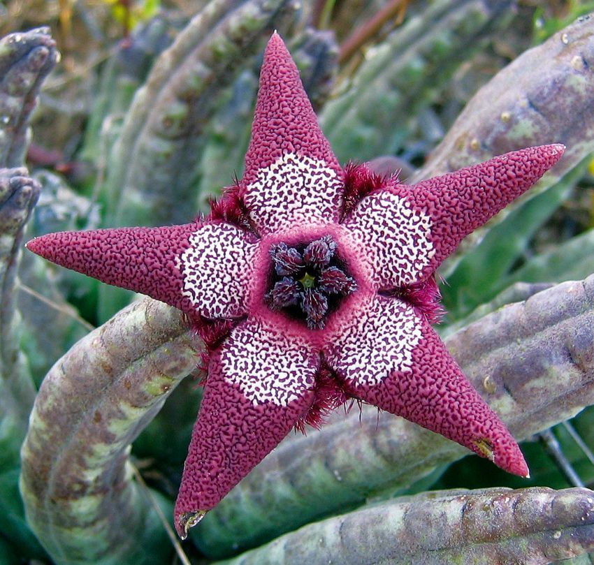 Global Stapelia Pulchella Lithops Seeds - 40 Pcs Seeds