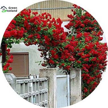 Climbing Rose Flower Seeds (গোলাপ বীজ)- 30 Pcs Seeds