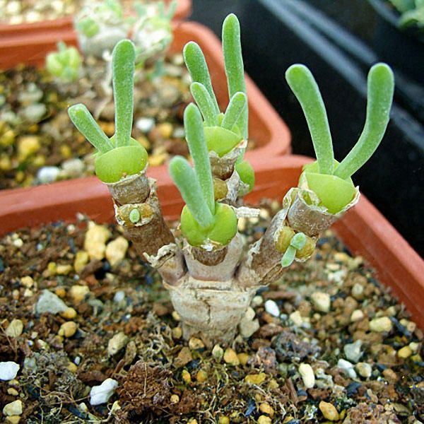 40 Pcs/Pack Mini Blue Succlent Seeds Monilaria Obconica Rabbit Living Lithops Flowers Seeds