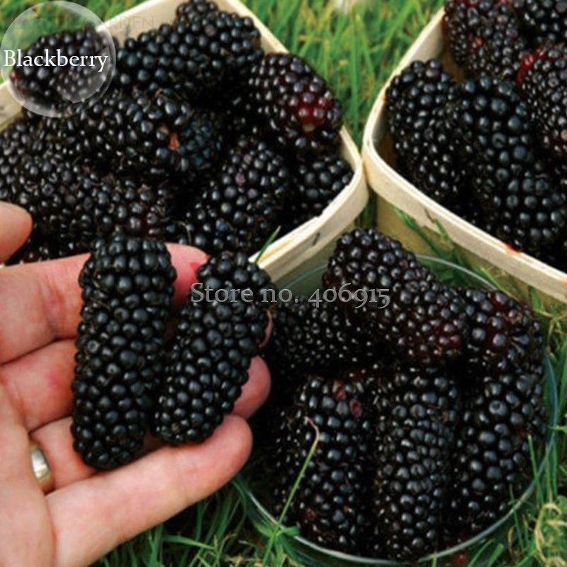 Blackberry and blackberries fruit tree mulberry fruit bonsai healthy nutrition-25Pcs seeds