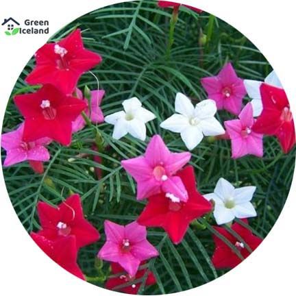 Imported Global Kunjo Flower Seeds (কুঞ্জফুল বিজ) - 20 Pcs Seeds