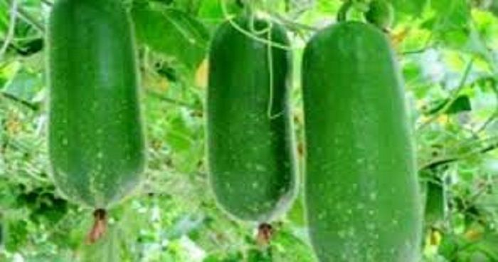Chalkumra (???????? ??? ) Seed- 50Pcs Seeds