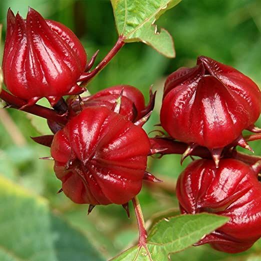 Roselle Chinese Herb Plant Seeds - 10 Pcs Seeds