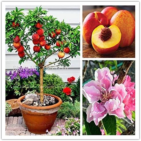 Dwarf Bonanza Peaches Peach Tree seeds- 10Pcs seeds