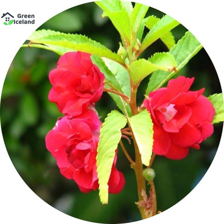 Balsam Flower Seeds - 30 Pcs Seeds