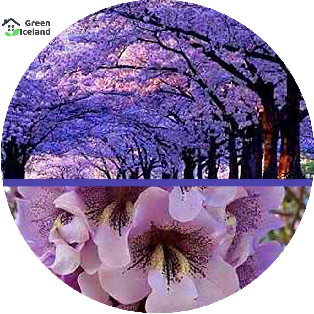 10 Pcs Global Paulownia Tree Seeds -10 Pcs Seeds