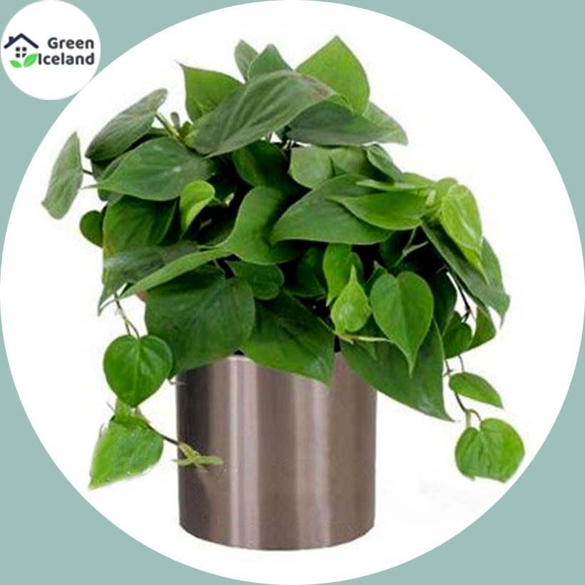 Rare Garden Philodendron Bonsai Seeds - 30 Pcs Seeds