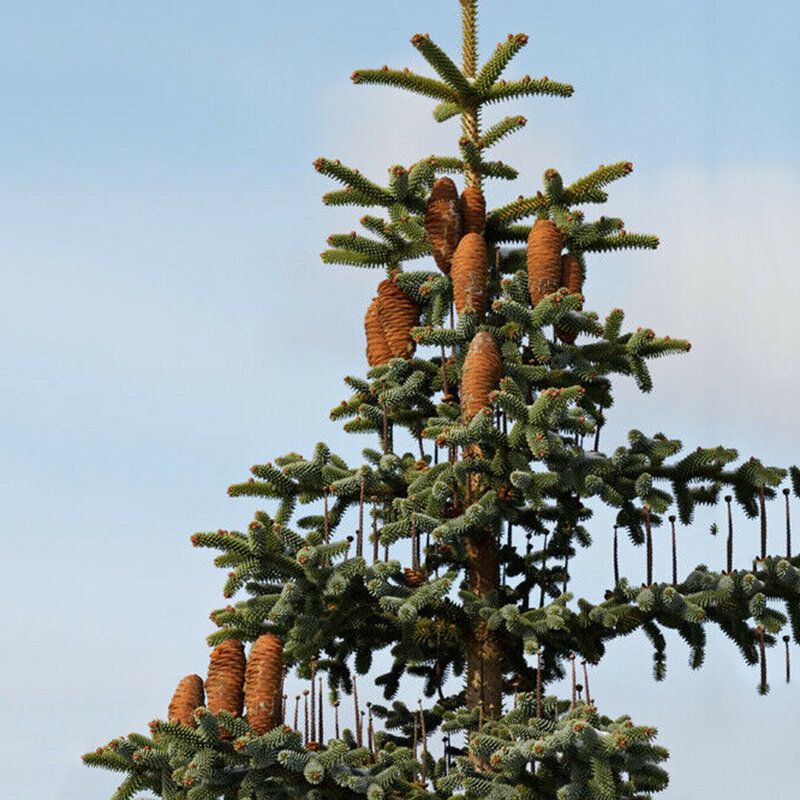 1 PcsSpanishfir Seeds Abies Pinsapo Tree for Home Garden Plant