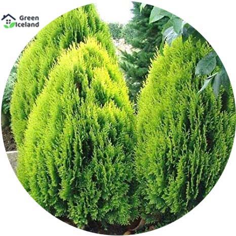 50 Pcs Global Pabon Jhau Tree Seeds