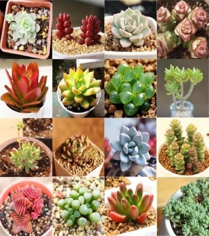 Rare Succulent flores Seed - 10 Pcs Seeds (Global Seeds)