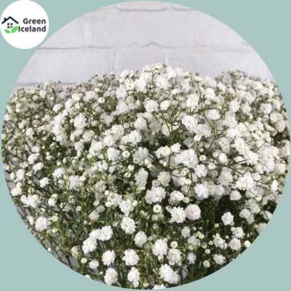 Organic Gypsophila Flower Seeds (????? ????? ???) -100 Pcs Seeds