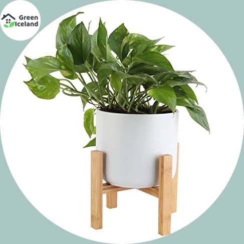 All Season Philodendron Bonsai Seeds - 30 Pcs Seeds