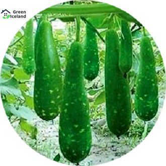 Hybrid F1 Long Gourd / Lau Seeds (লম্বা লাউ বীজ) - 10 Pcs Seeds