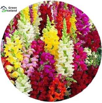 Beautiful Gladiolus Flower Bulb - 7 Pcs