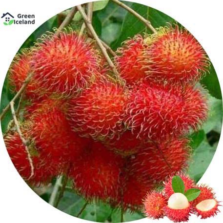 10 Pcs Organic Red Rambutan fruit Tree Seeds - 10 Pcs Seeds