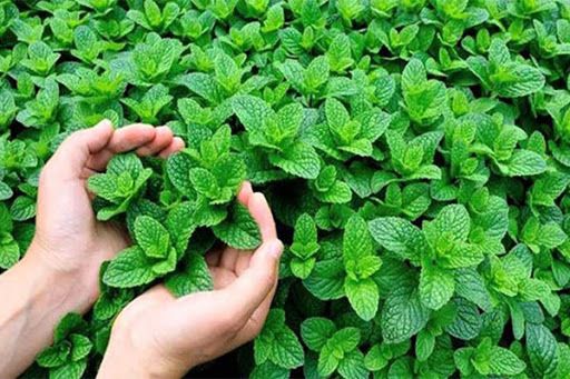 200 Pcs Global Pudina / Mint Seeds (Seeds)