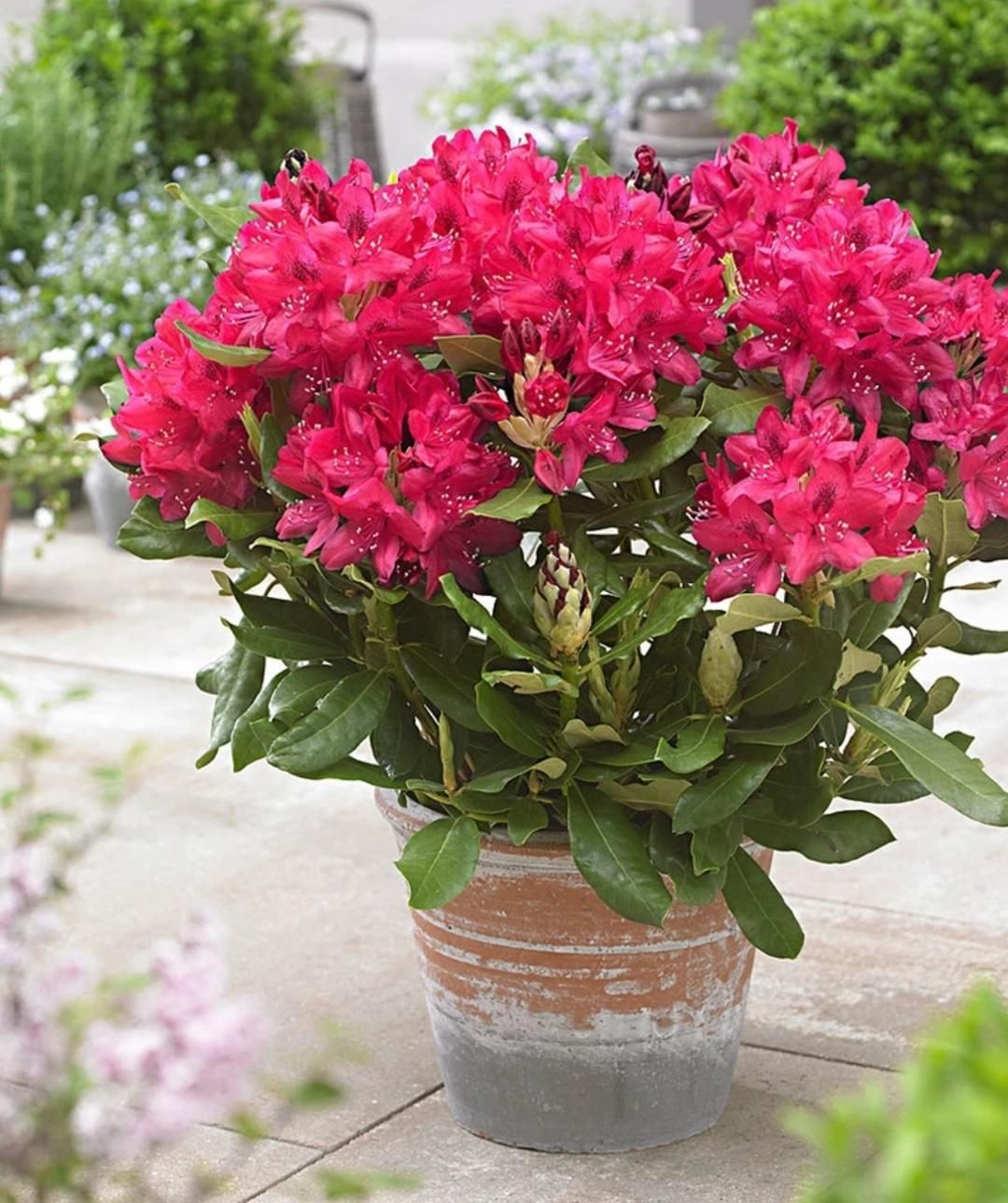 Rhododendron Azalea (seeds) Looks Like Sakura Japanese Cherry Blooms (Red)-10pcs