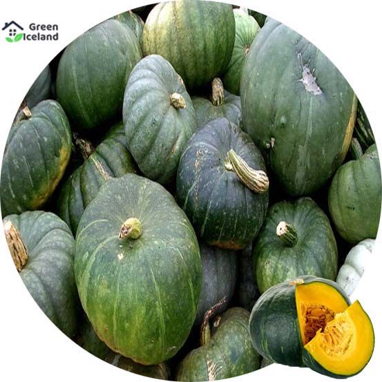 All Season Sweet Pumpkin Seeds  - 10 Pcs Seeds