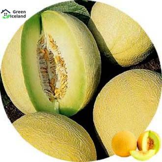 All Season Dwarf Mini Sweet Melon Seeds - 5 Pcs Seeds