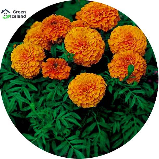 15 Pcs All Season Marigold Flower Bonsai Seeds