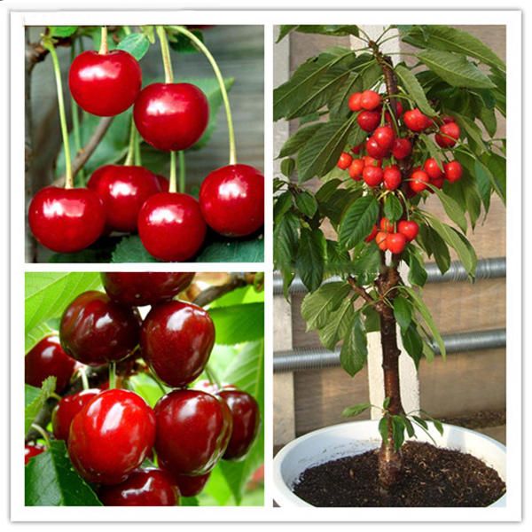 Fruit Bonsai Dwarf Cherry Tree Seed Planting (বীজ)