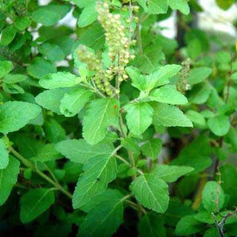 Green Basil Seeds (সবুজ তুলসী বীজ ) - 100 Pieces