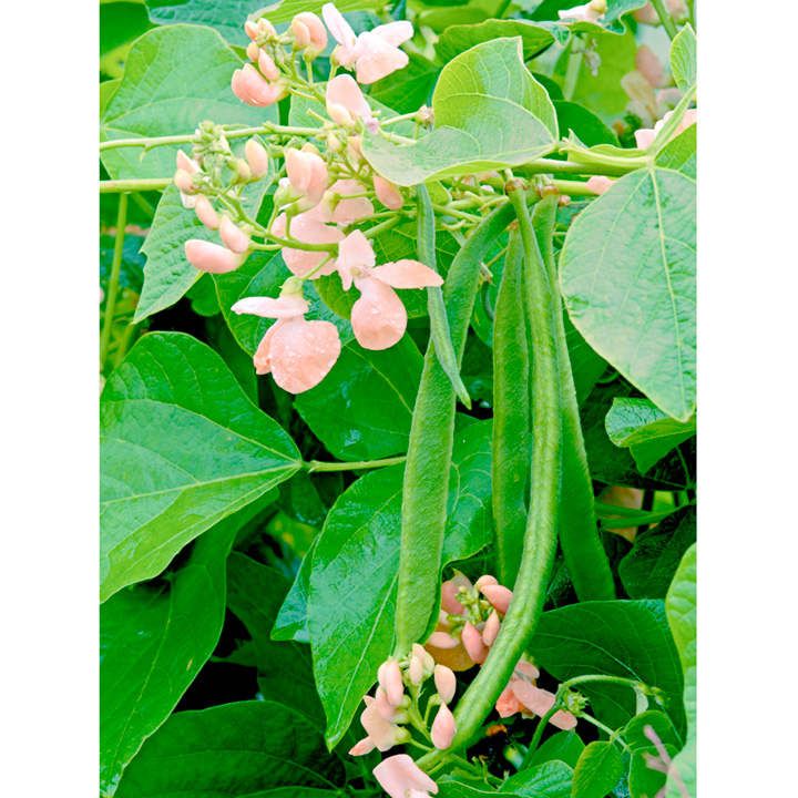 Bean Seeds - 10 pcs Seeds