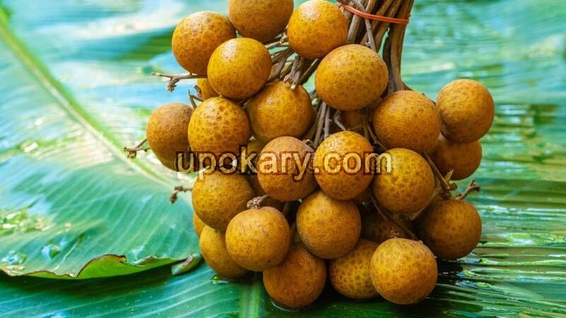 Dimocarpus Longan bonsai Seeds (আঁশফল) - 10 Pcs Seeds