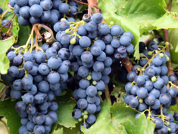 20 Pcs Very Very Rare Round Black Grape Organic Heirloom Fruit Natural Grapes Seeds Pot/Terrace For Home Garden (বীজ)