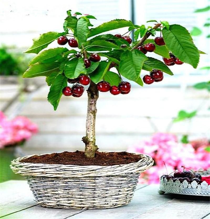 New Arrival Organic Sweet Japan cherry plant garden Blooming Plants