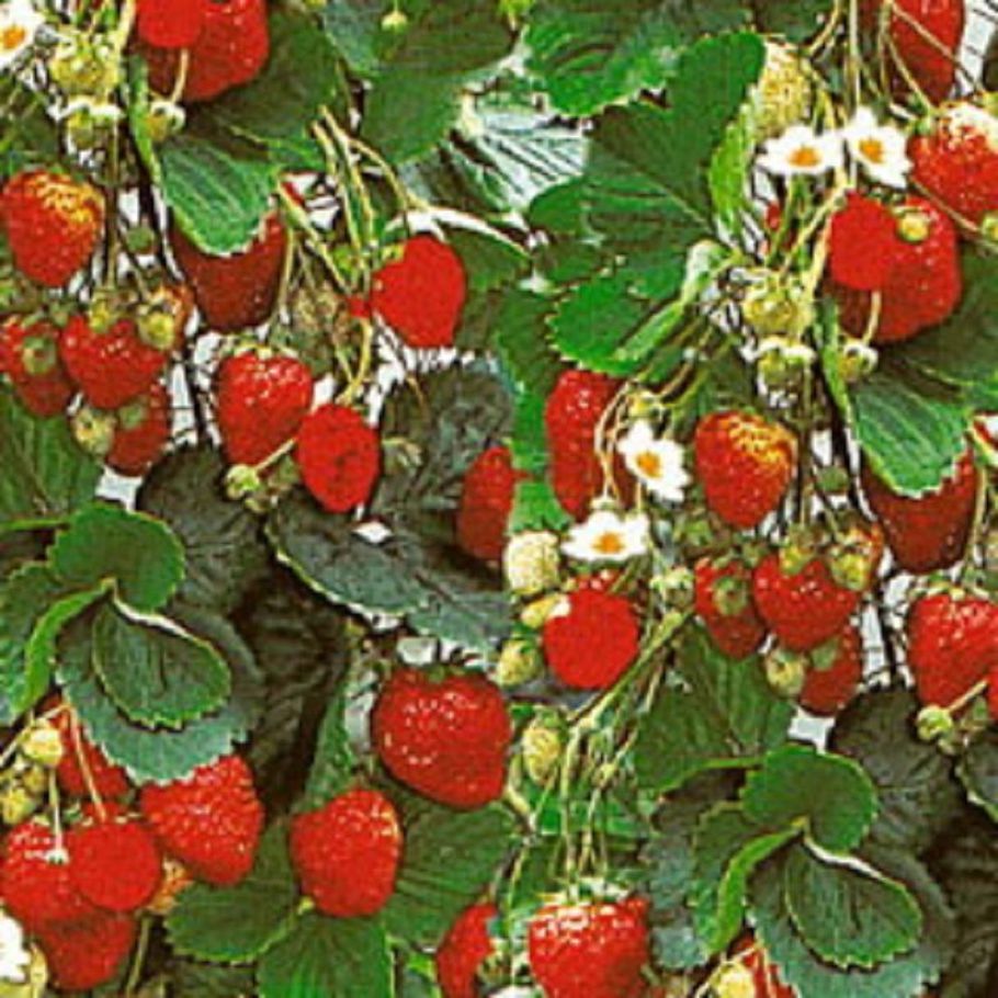 30pcs Red Strawberry Climbing Strawberry Four Season Fruits Seeds